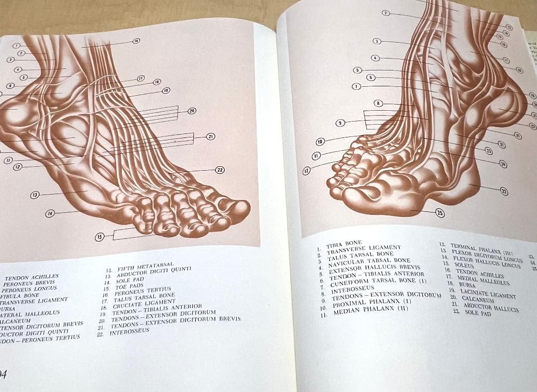 1958年初版 Dynamic Anatomy by HogarthBurne