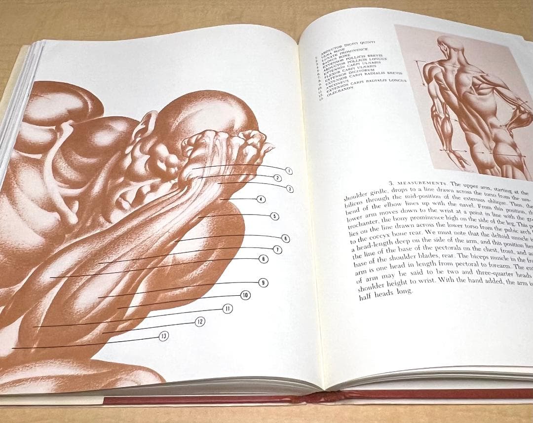 1958年初版 Dynamic Anatomy by HogarthBurne