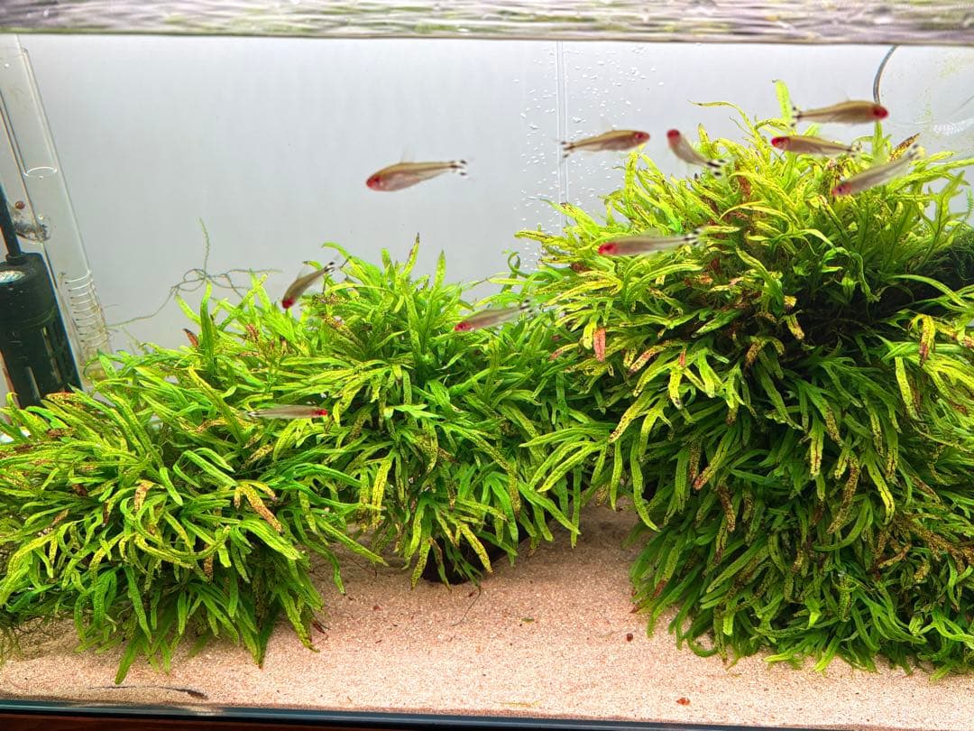 ADA ミクロソリウム トライデント 活着済 流木