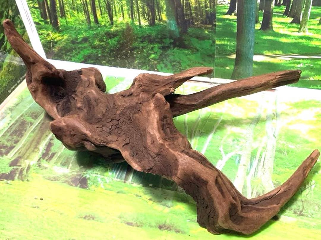 ココタルト　3点♪大ツノ2本のイケメン大型ホーンウッド等