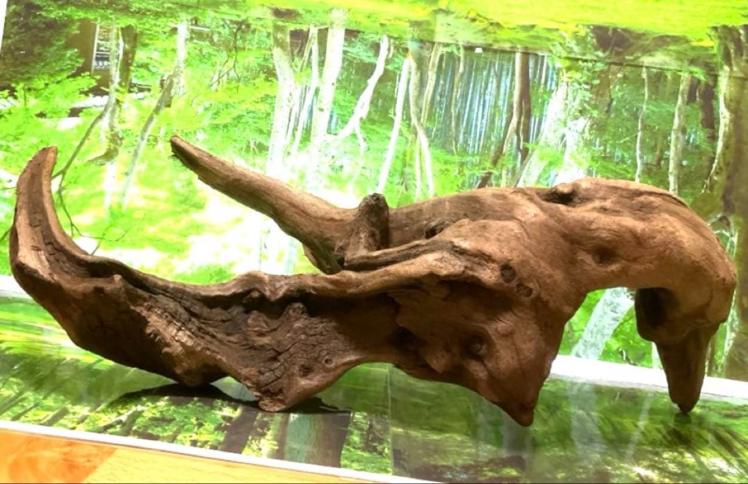 ココタルト　3点♪大ツノ2本のイケメン大型ホーンウッド等