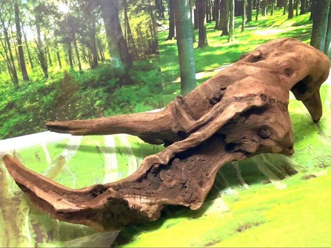 ココタルト　3点♪大ツノ2本のイケメン大型ホーンウッド等