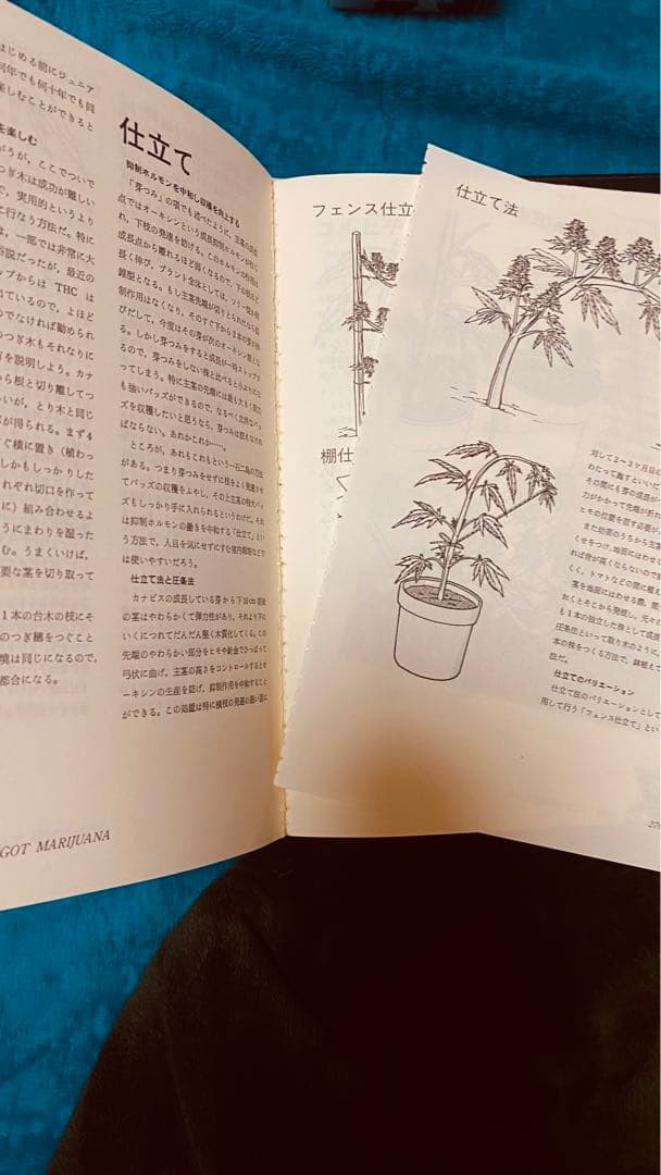 マリファナ・ナウ　ハイ　X