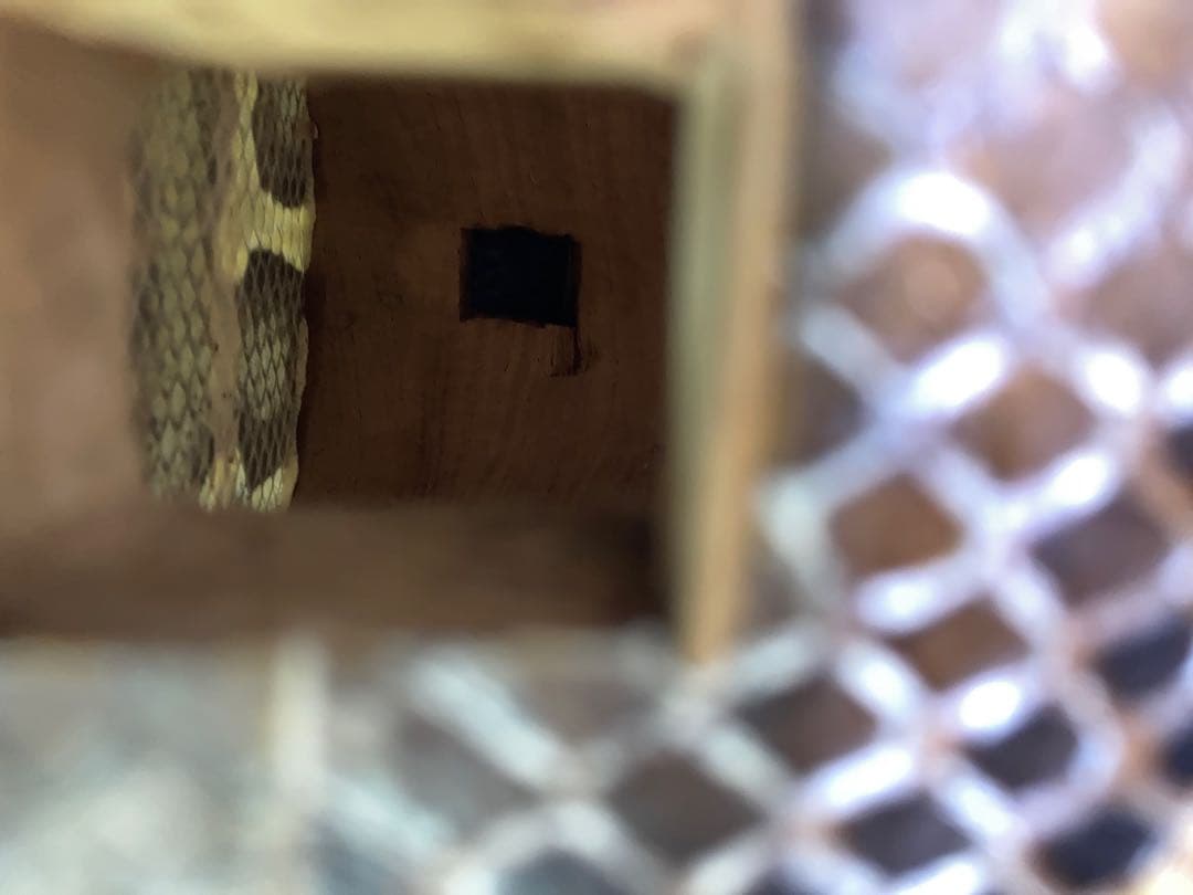 三線チーガ　胴　本皮1枚張り