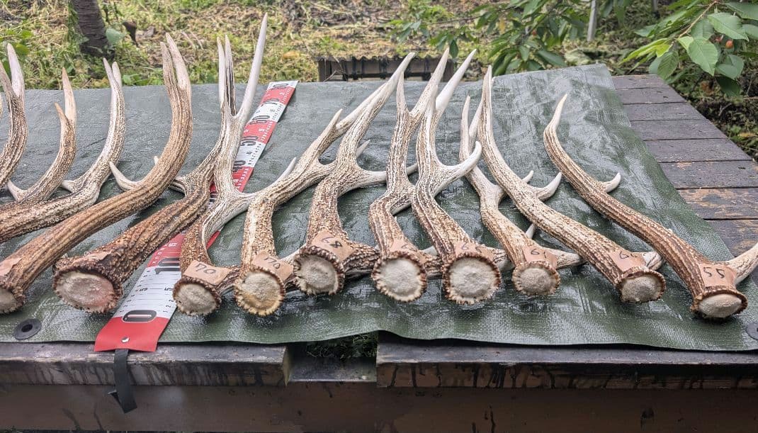 蝦夷鹿の落ち角「※31本セット」