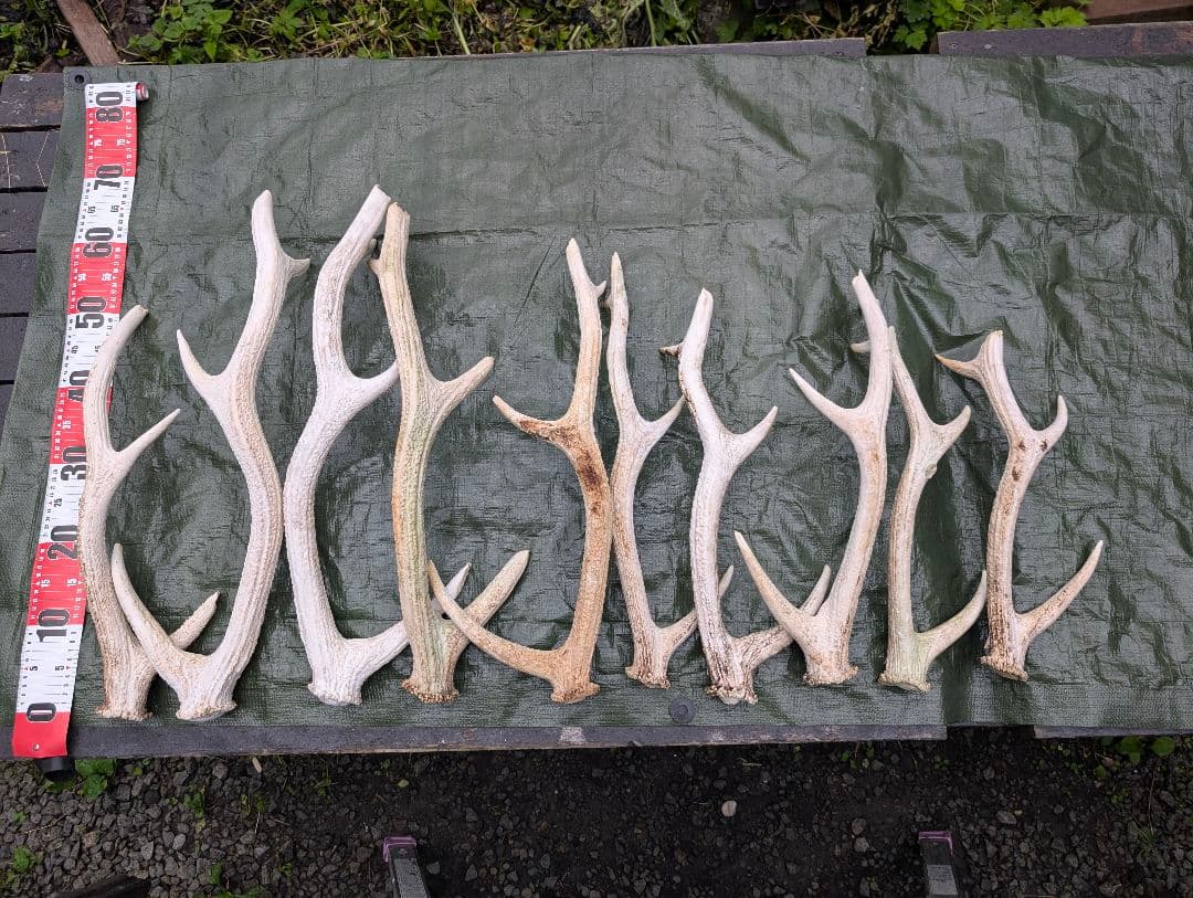 蝦夷鹿の落ち角「※31本セット」