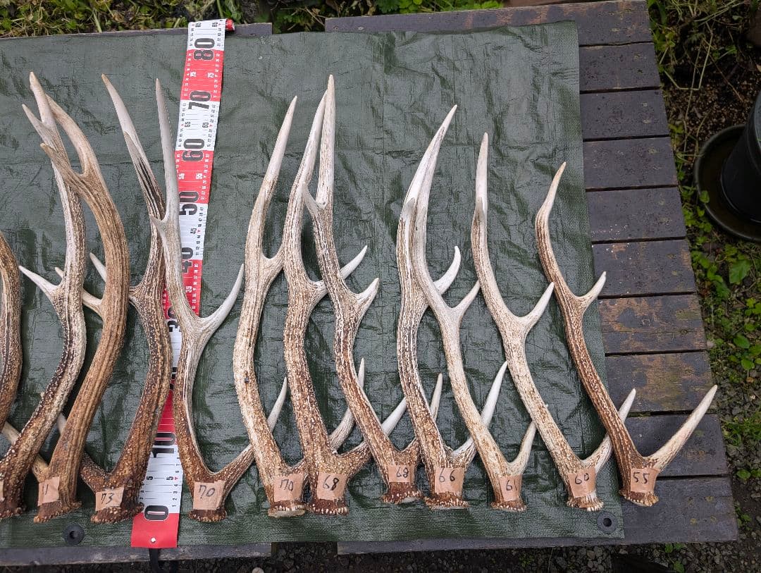 蝦夷鹿の落ち角「※31本セット」
