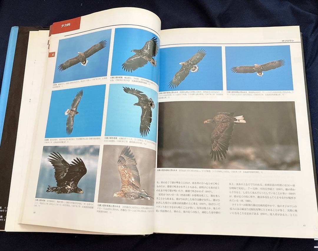 ★図鑑　日本のワシタカ類