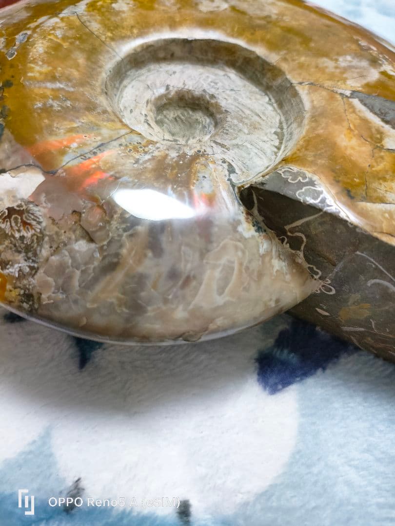 がくページ☆アンモナイト☆約1キロある！？