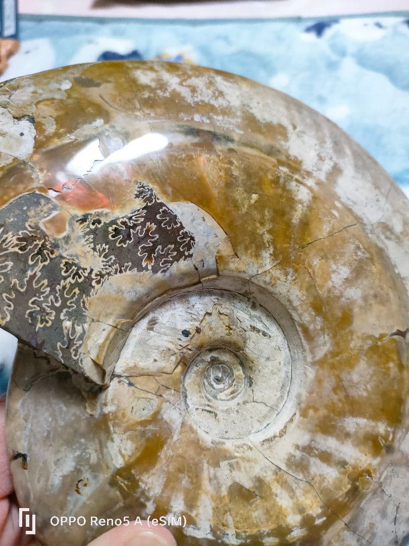 がくページ☆アンモナイト☆約1キロある！？