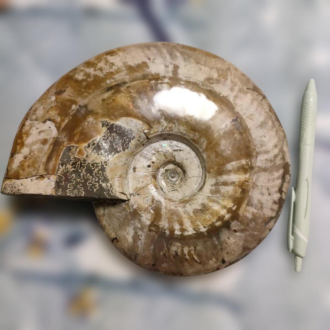 がくページ☆アンモナイト☆約1キロある！？