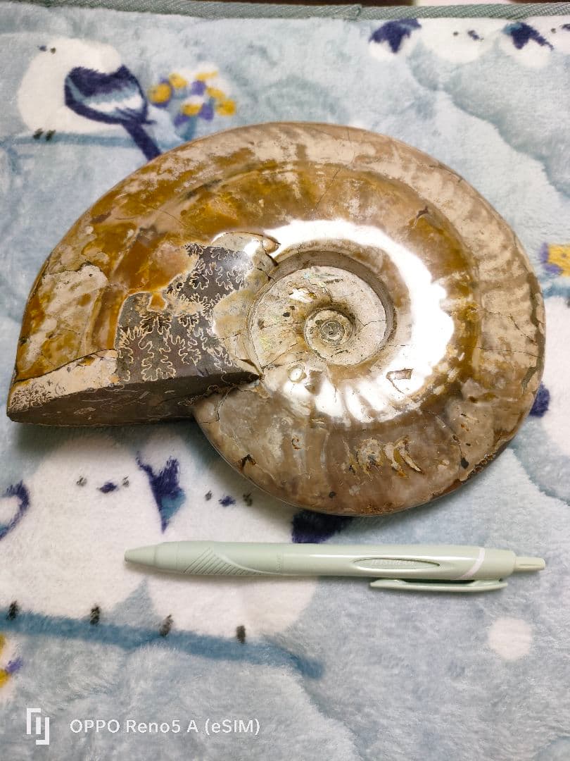 がくページ☆アンモナイト☆約1キロある！？