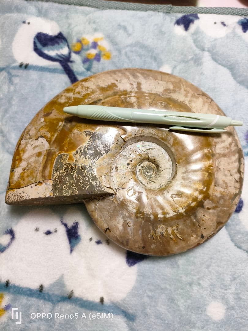 がくページ☆アンモナイト☆約1キロある！？