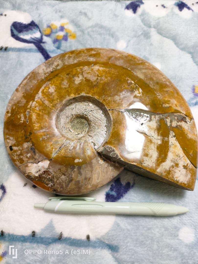 がくページ☆アンモナイト☆約1キロある！？