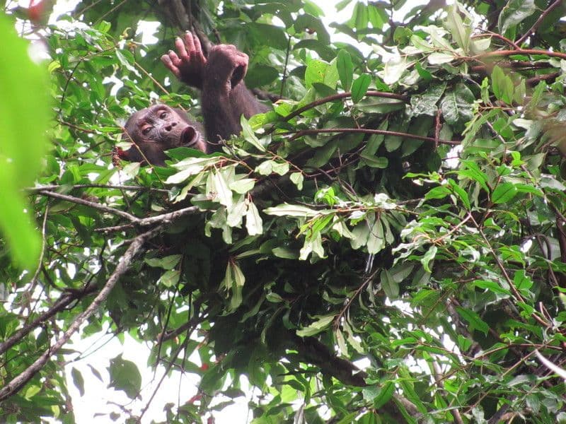 ☆新品 未使用 人類進化ベッド　　1150×1600×385 展示品 最終価格