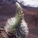 【専用】シルバーソード　パワーオブフラワーヒーリング フラワーエッセンス　他