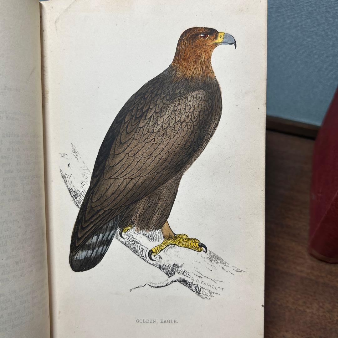 ア*リ様 ★英国鳥類図鑑 モリス A History of British Bi