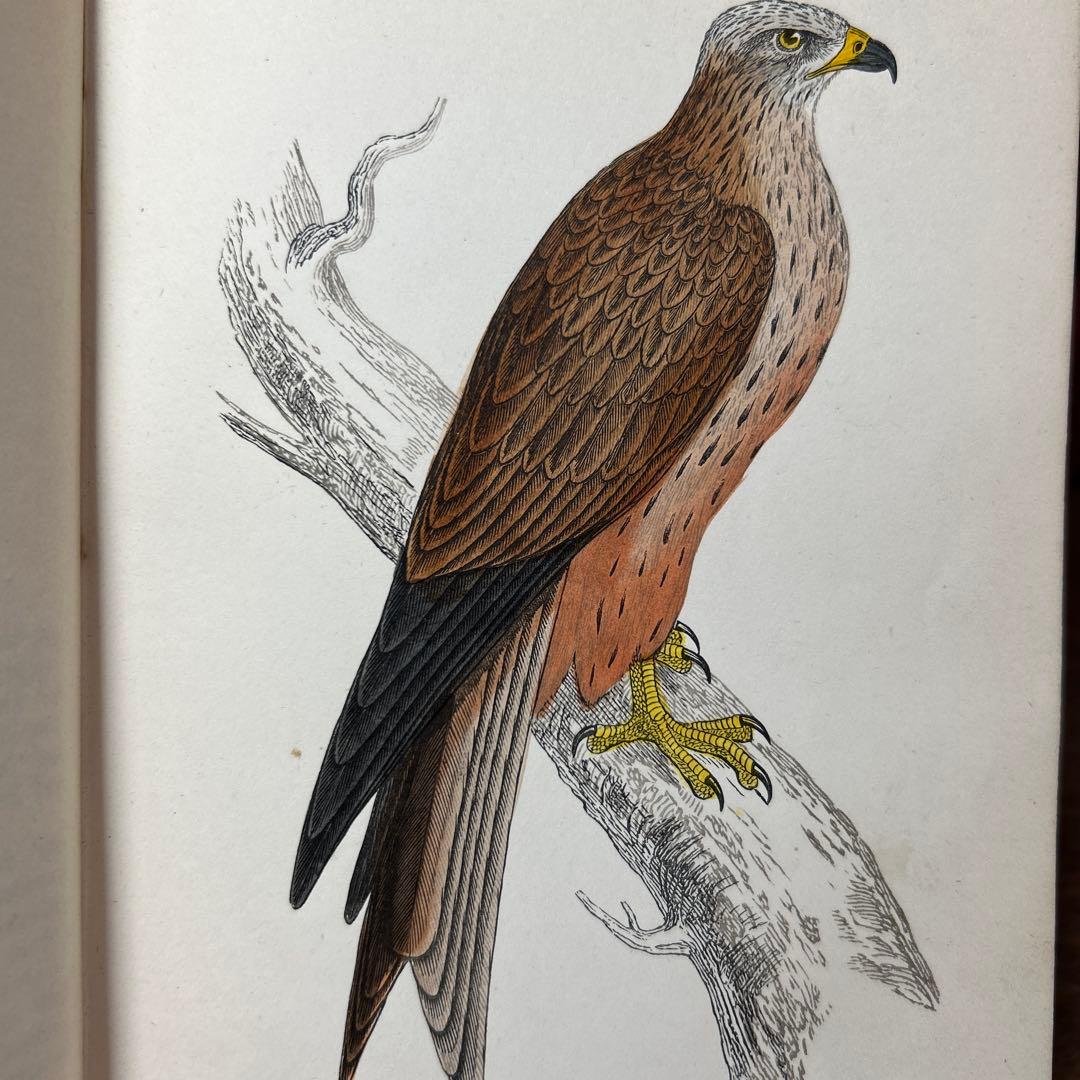 ア*リ様 ★英国鳥類図鑑 モリス A History of British Bi