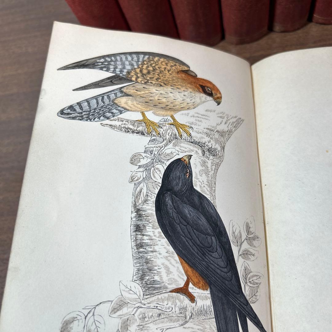 ア*リ様 ★英国鳥類図鑑 モリス A History of British Bi