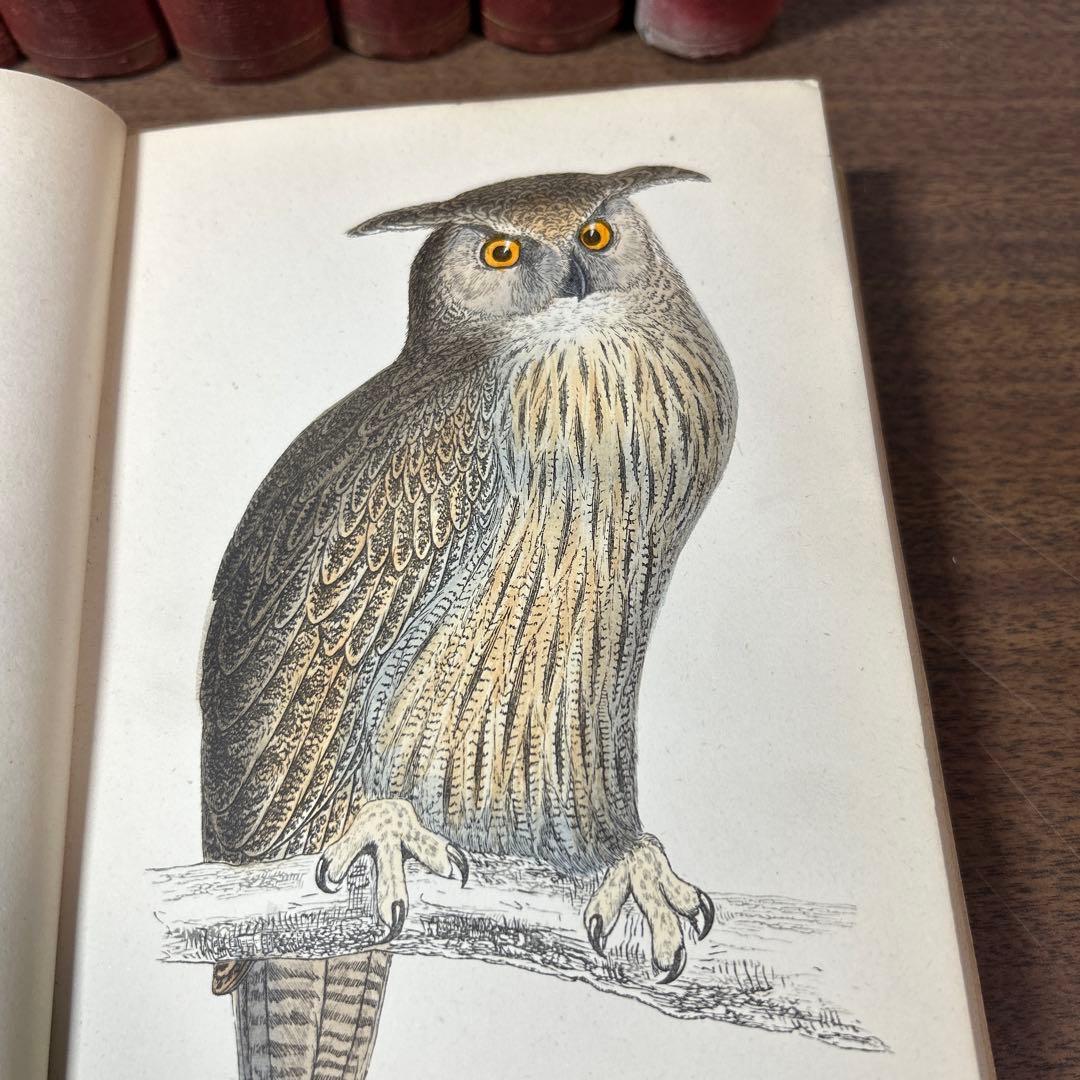 ア*リ様 ★英国鳥類図鑑 モリス A History of British Bi