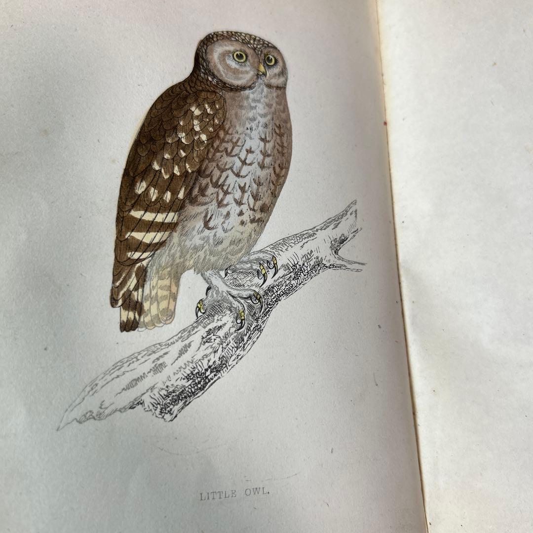 ア*リ様 ★英国鳥類図鑑 モリス A History of British Bi