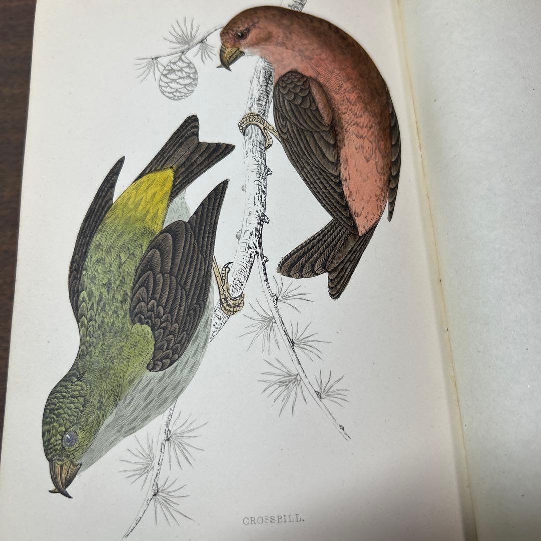 ア*リ様 ★英国鳥類図鑑 モリス A History of British Bi