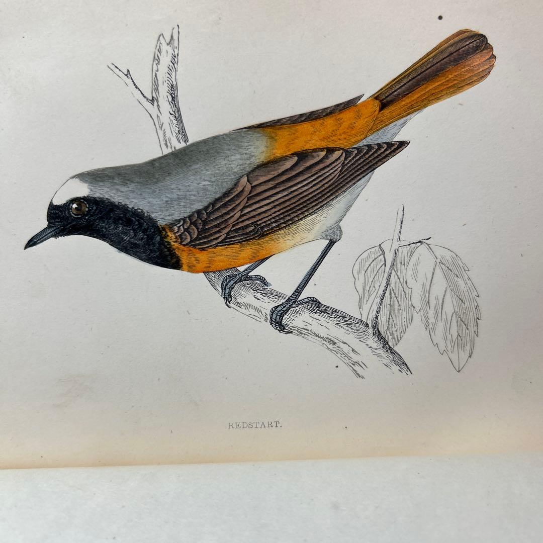 ア*リ様 ★英国鳥類図鑑 モリス A History of British Bi