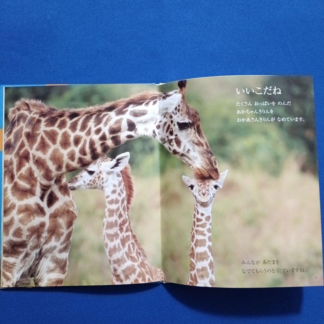 かがくのとも　ビッグサイエンス　キンダーブックしぜん　きりんさんの絵本