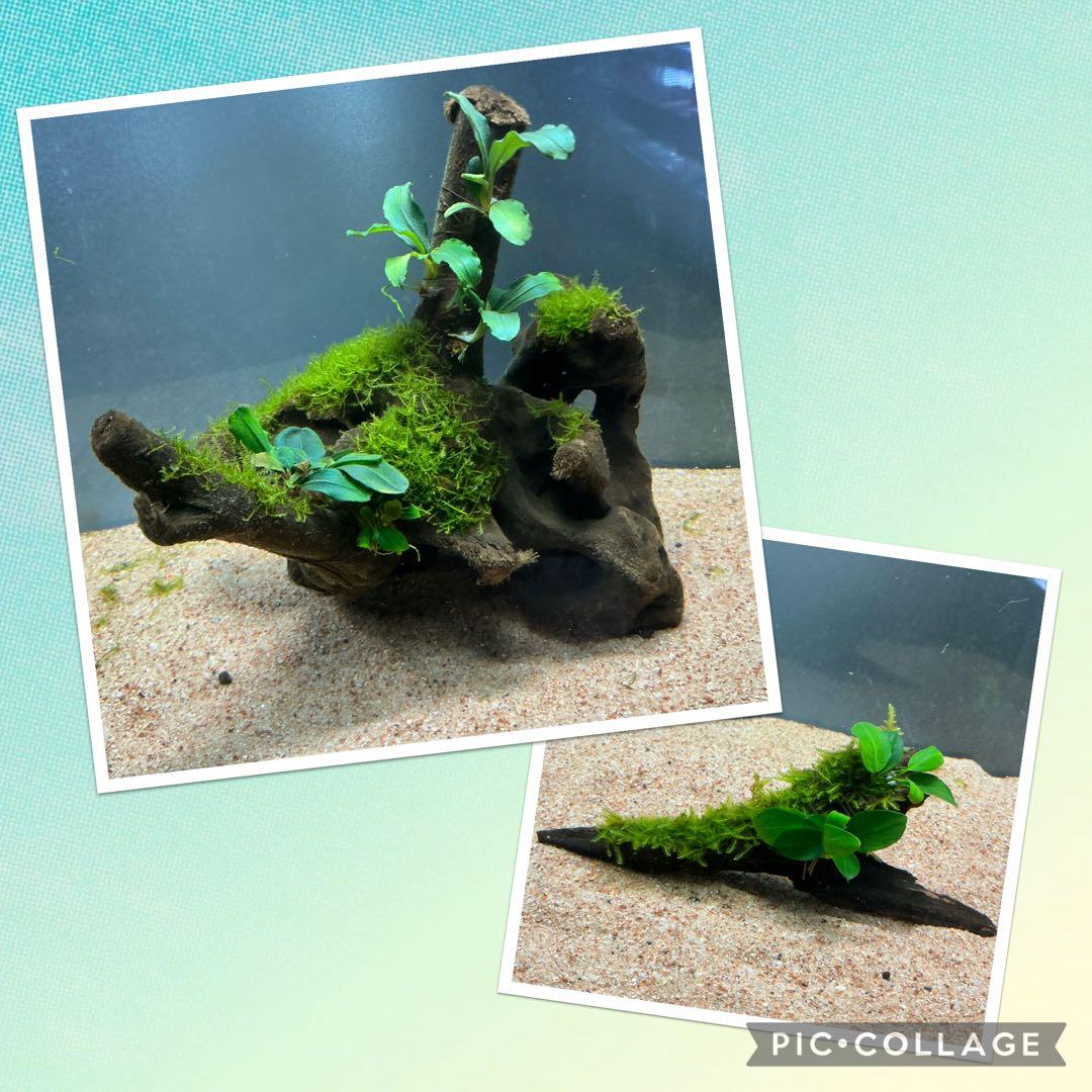 【第四種郵便】良型！ジャワモス活着ブセ2種付流木とG南米プチ