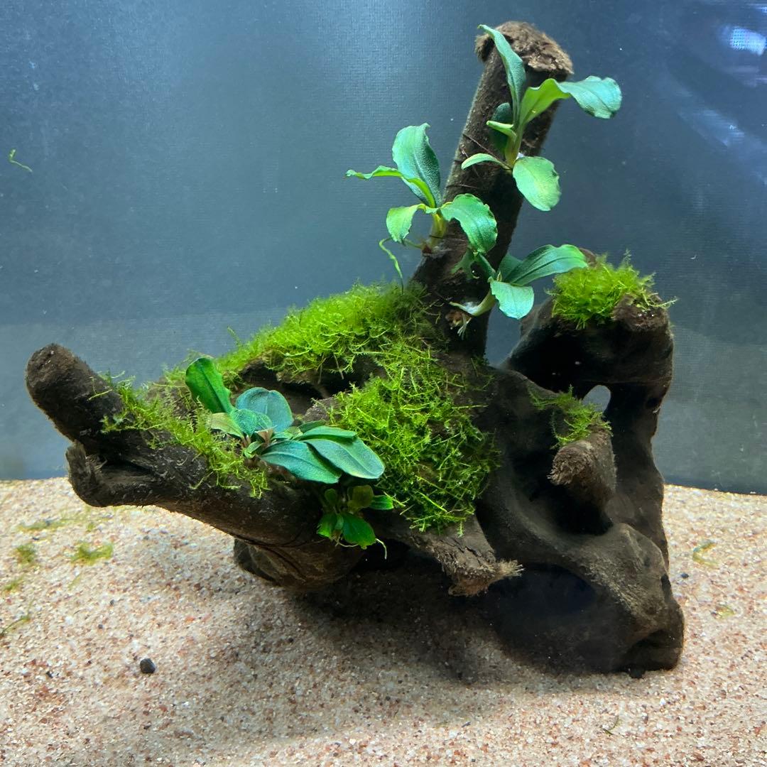 【第四種郵便】良型！ジャワモス活着ブセ2種付流木とG南米プチ