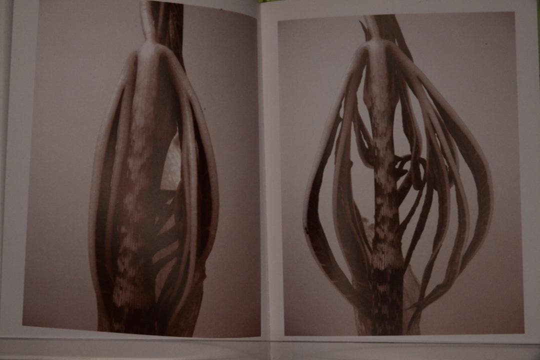 【 Ron Van Dongen: A. angustatum】★値下げしました