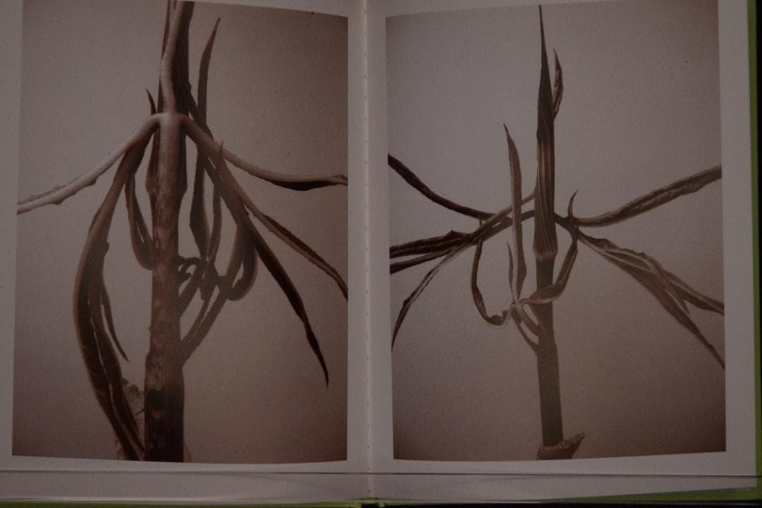 【 Ron Van Dongen: A. angustatum】★値下げしました