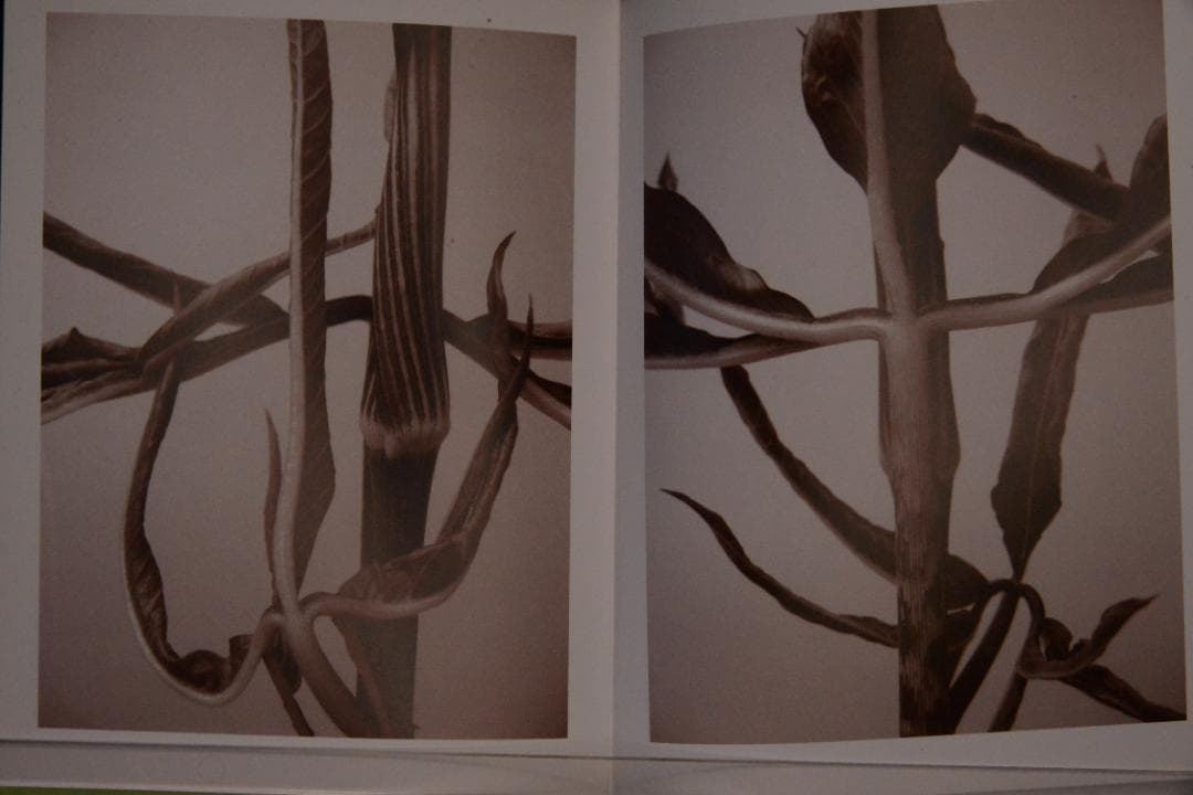 【 Ron Van Dongen: A. angustatum】★値下げしました