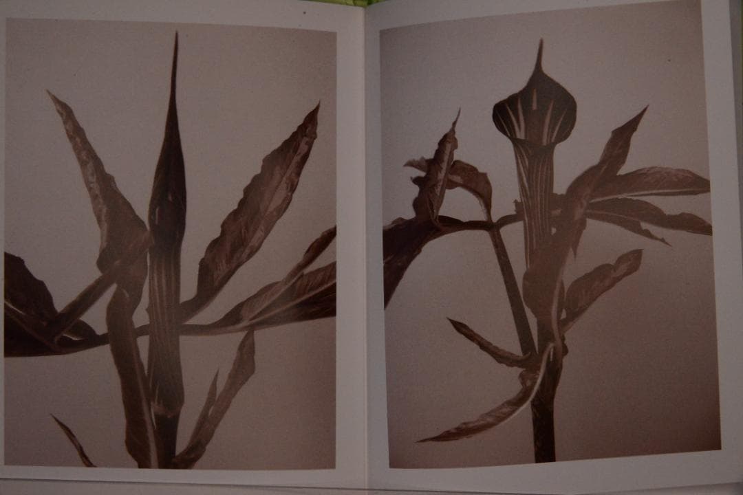 【 Ron Van Dongen: A. angustatum】★値下げしました