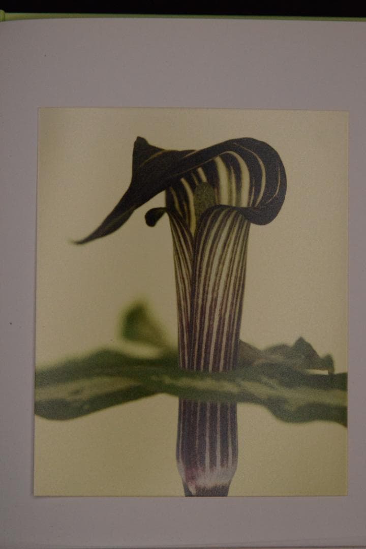 【 Ron Van Dongen: A. angustatum】★値下げしました