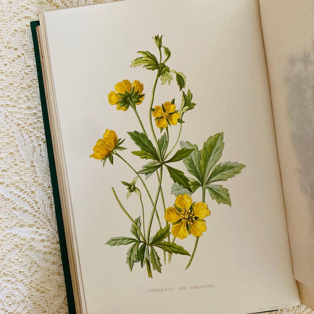 Familiar Wild Flowers　希少なアンティーク植物図鑑　洋書古書