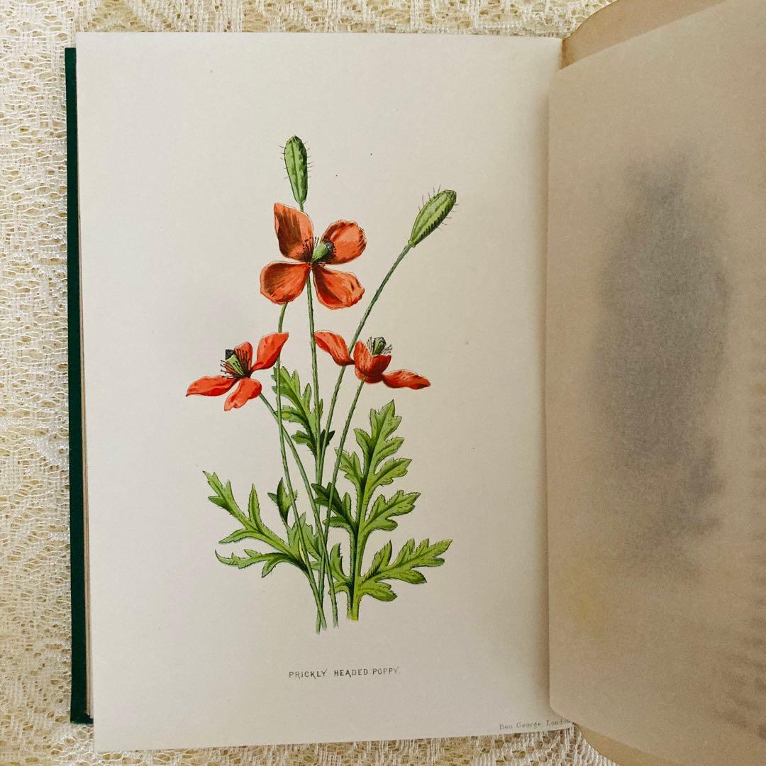 Familiar Wild Flowers　希少なアンティーク植物図鑑　洋書古書