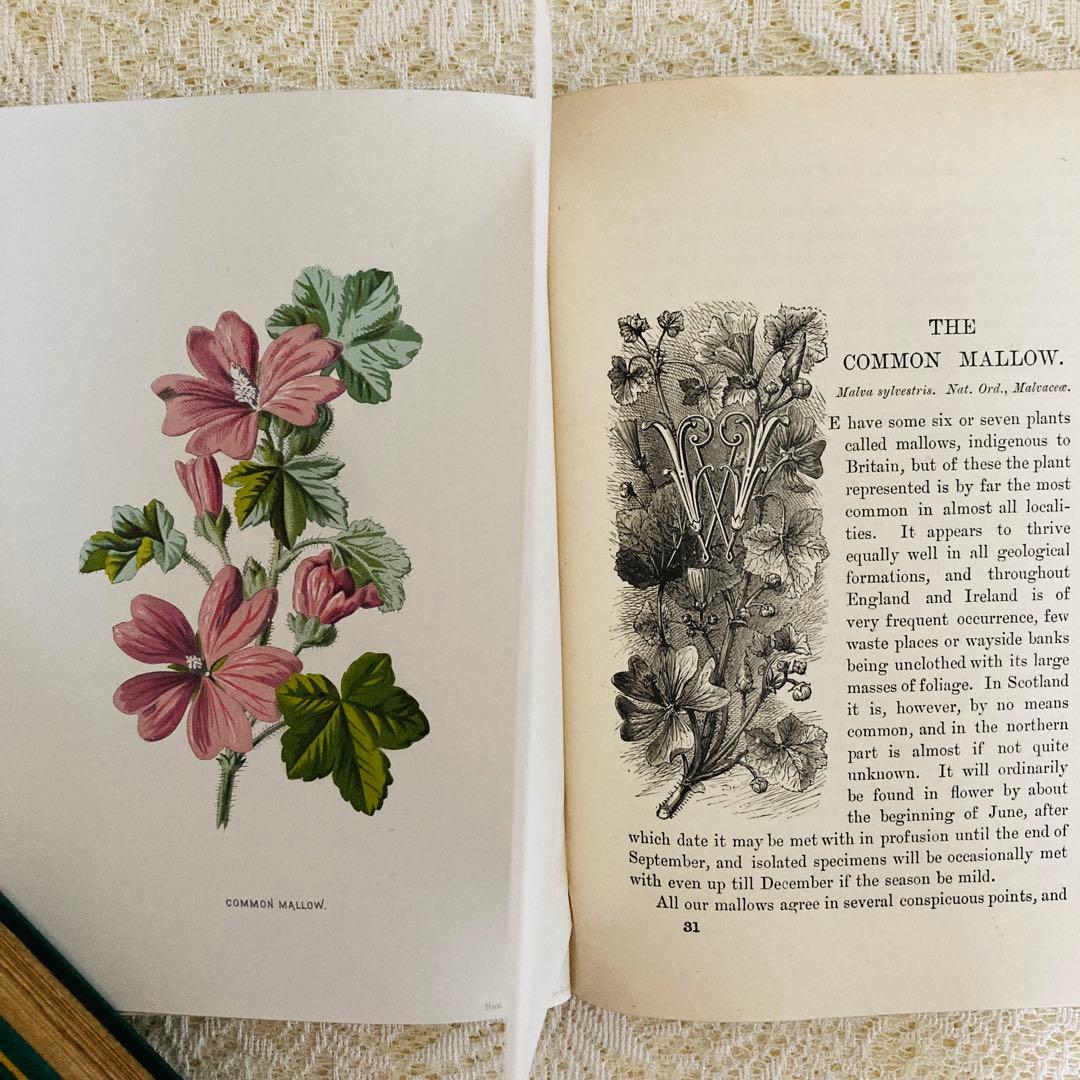 Familiar Wild Flowers　希少なアンティーク植物図鑑　洋書古書