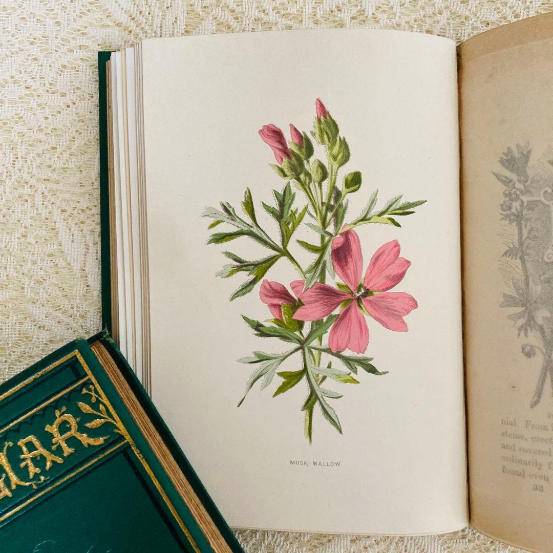 Familiar Wild Flowers　希少なアンティーク植物図鑑　洋書古書