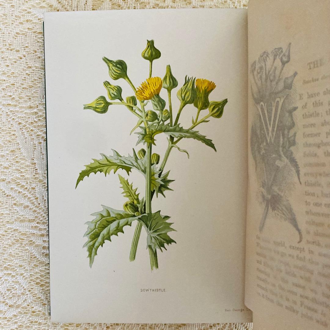 Familiar Wild Flowers　希少なアンティーク植物図鑑　洋書古書