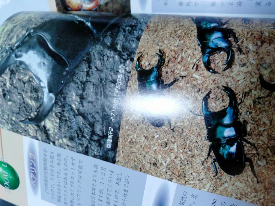 昆虫フィールド 2000　オオクワガタ　ヘラクレス　タガメ