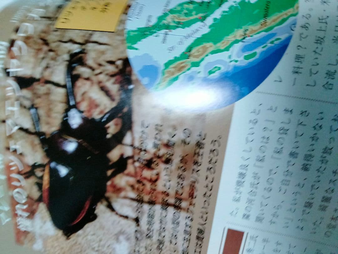 昆虫フィールド 2000　オオクワガタ　ヘラクレス　タガメ