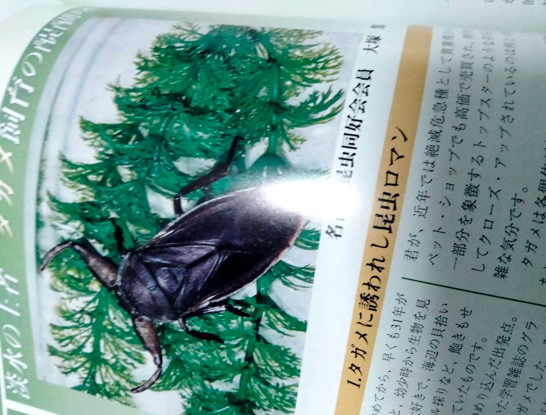 昆虫フィールド 2000　オオクワガタ　ヘラクレス　タガメ