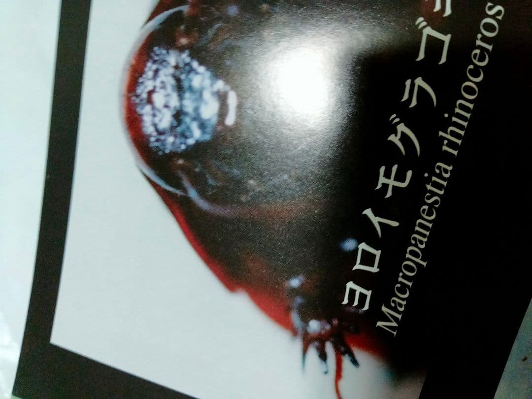 昆虫フィールド 2000　オオクワガタ　ヘラクレス　タガメ