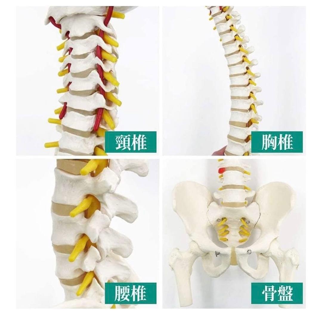 骨格模型　脊椎　背骨