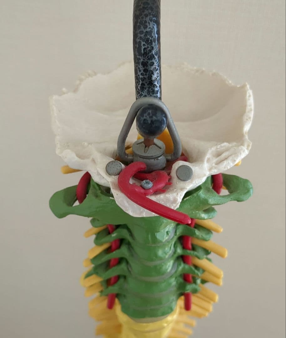 骨格模型　脊柱　骨盤　スタンド付き　カイロ　整体　接骨鍼灸院　背骨　色付き