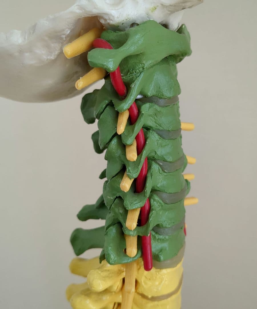 骨格模型　脊柱　骨盤　スタンド付き　カイロ　整体　接骨鍼灸院　背骨　色付き