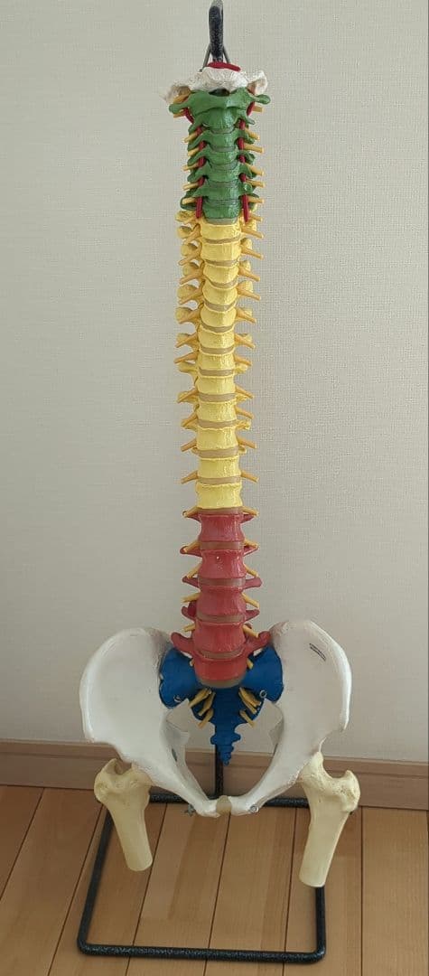 骨格模型　脊柱　骨盤　スタンド付き　カイロ　整体　接骨鍼灸院　背骨　色付き