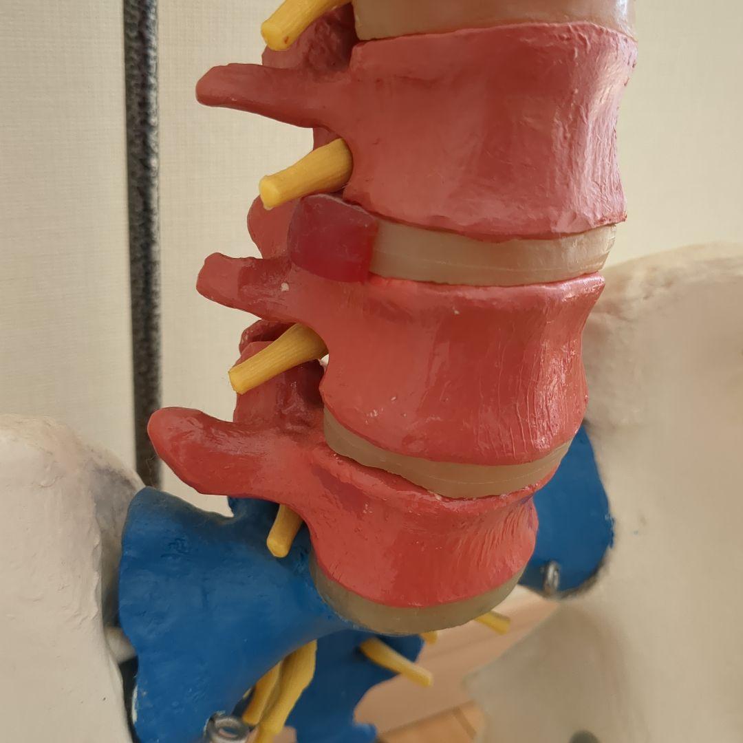 骨格模型　脊柱　骨盤　スタンド付き　カイロ　整体　接骨鍼灸院　背骨　色付き