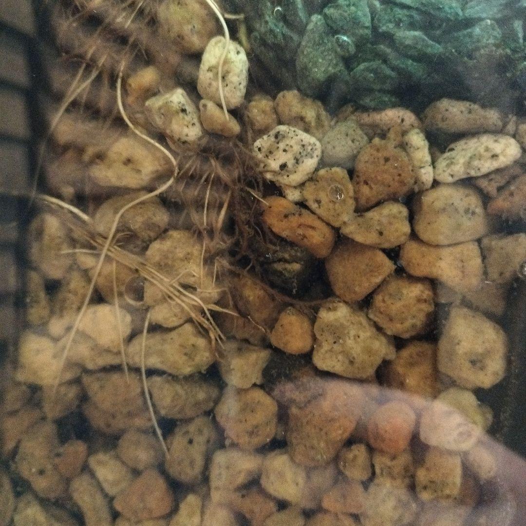 【アクアテラリウム完成品】渓流アクアリウム＋テラリウム30cmキューブ水槽